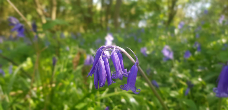Bluebells situated in Snitterfield Bushes Nature Reserve