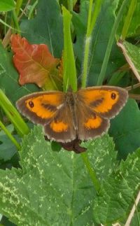 Gatekeeper Butterfly in Snitterfield Bushes Nature Reserve