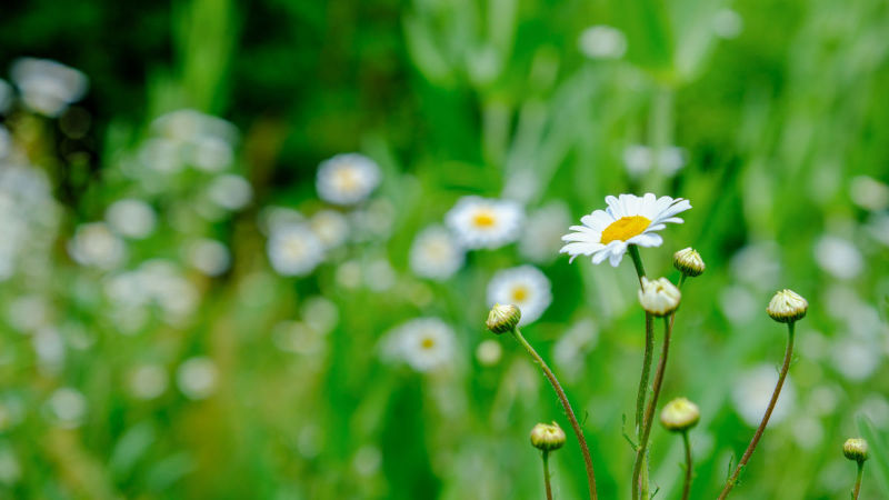 Daisies in Snitterfield Bushes Nature Reserve